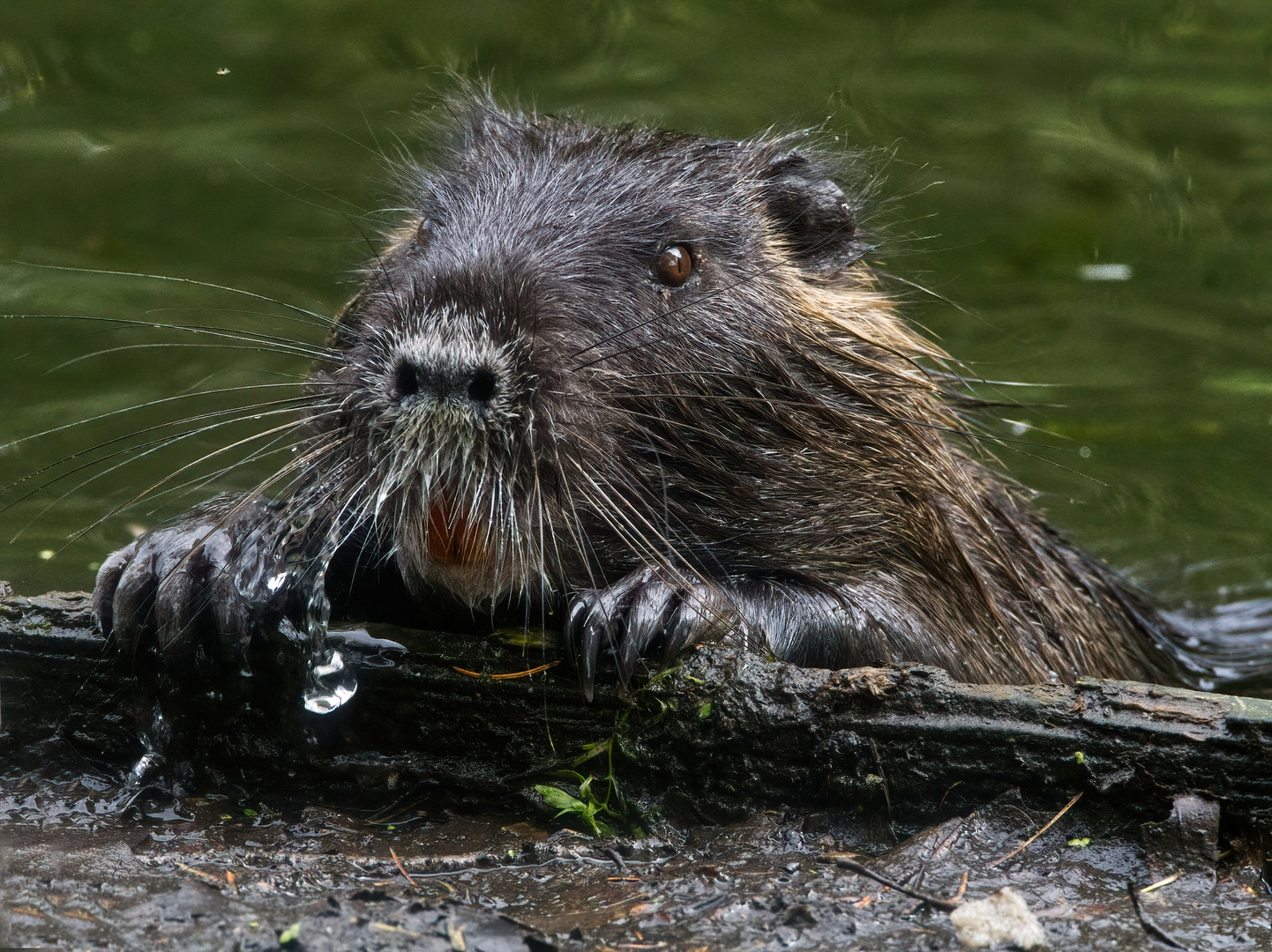 Nutria