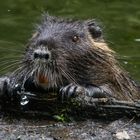 Nutria