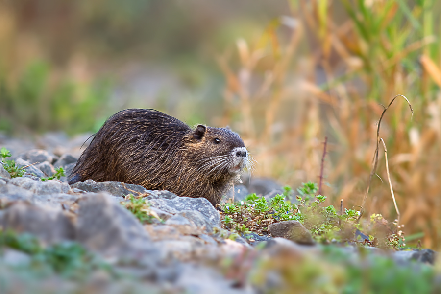 Nutria