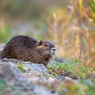 Nutria