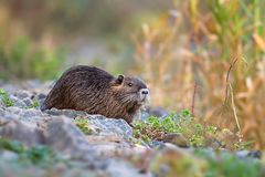 Nutria