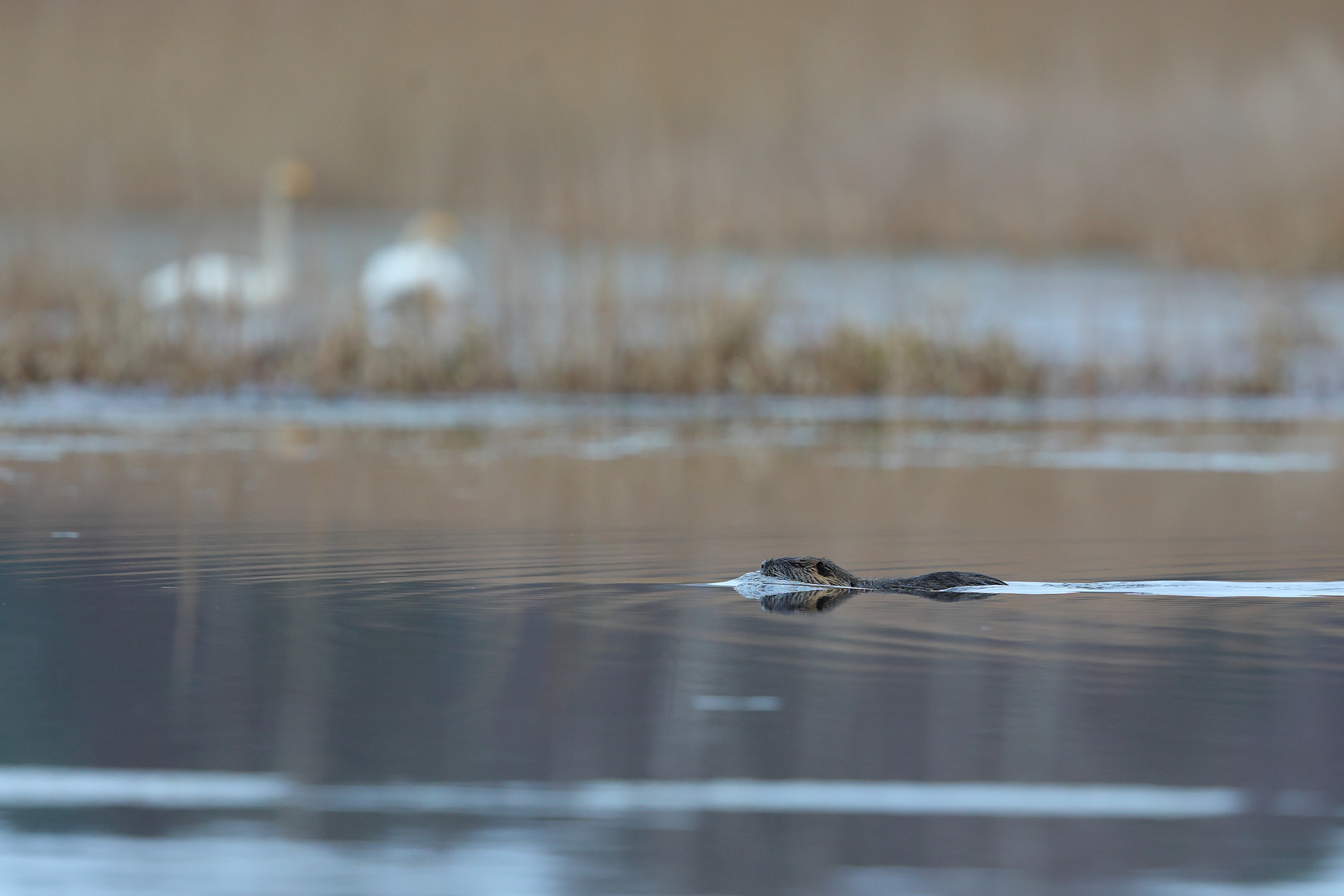  Nutria  