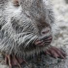 Nutria