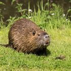 Nutria