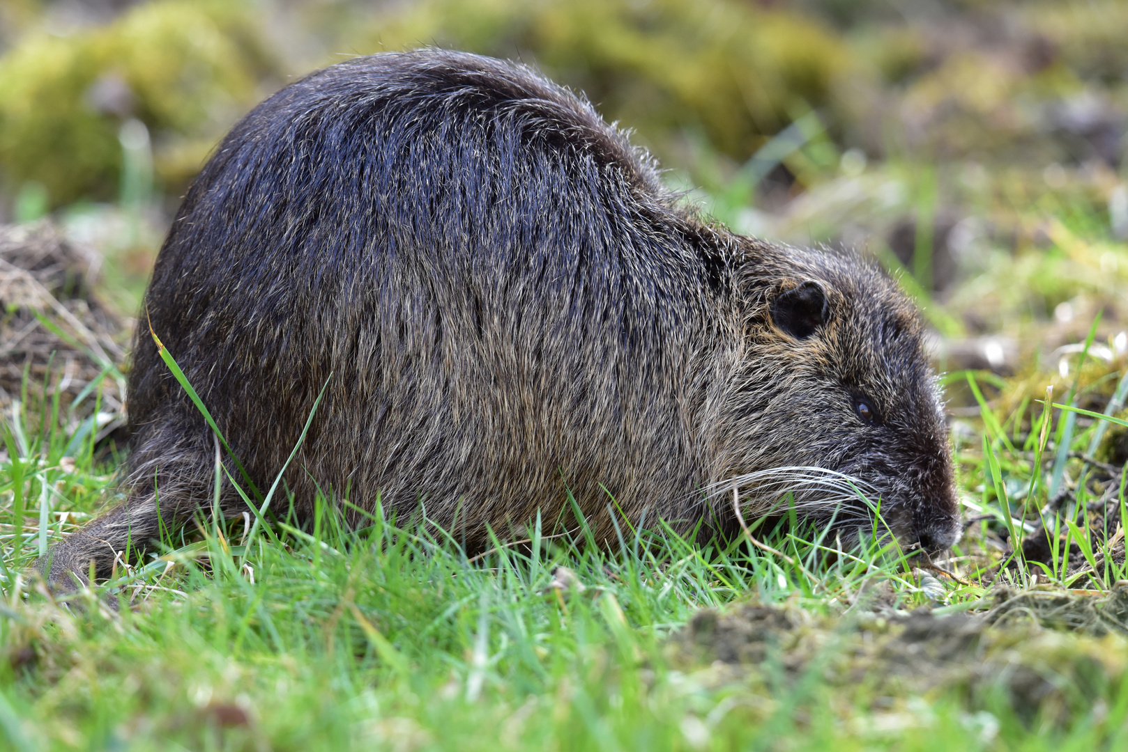 Nutria