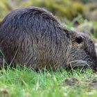 Nutria