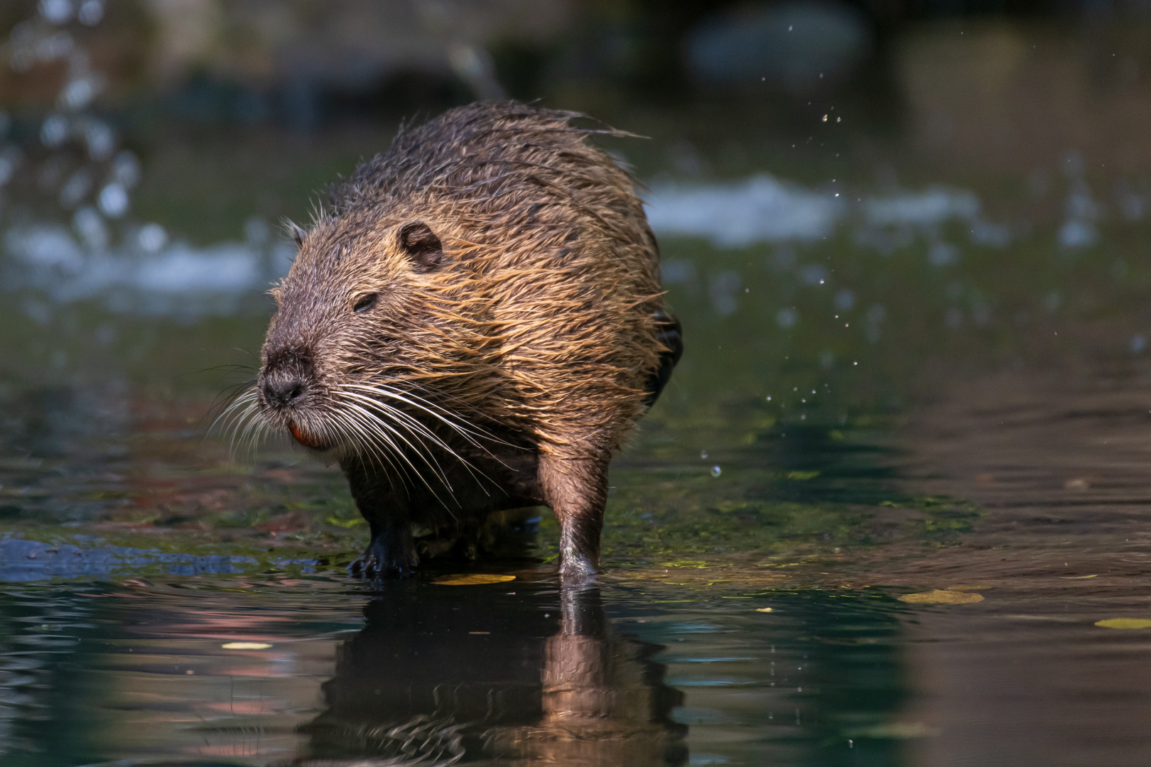 Nutria