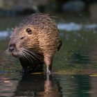 Nutria