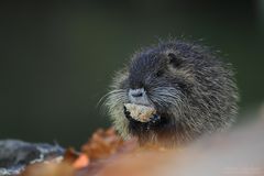 ... Nutria ...