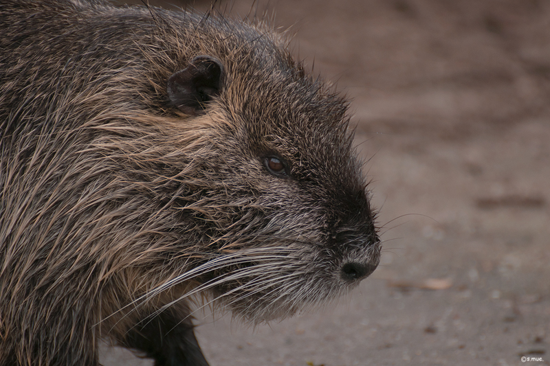 Nutria