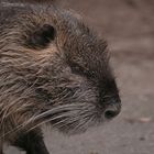 Nutria