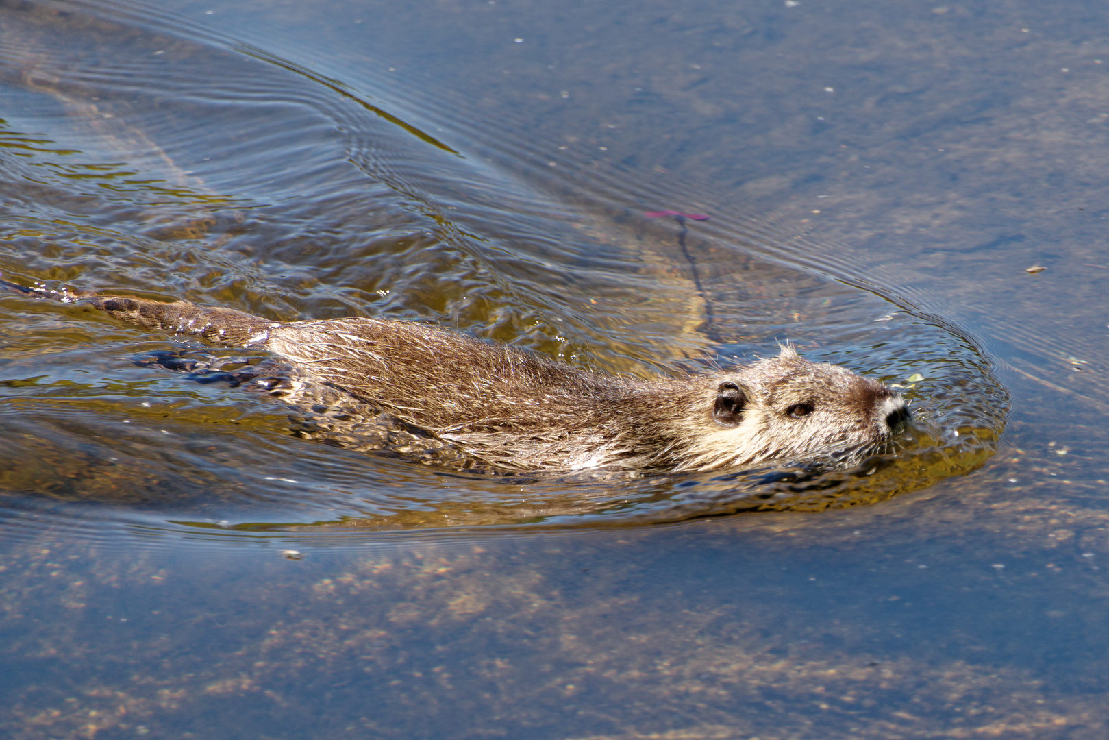 Nutria