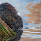 Nutria