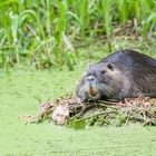 Nutria