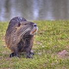 Nutria