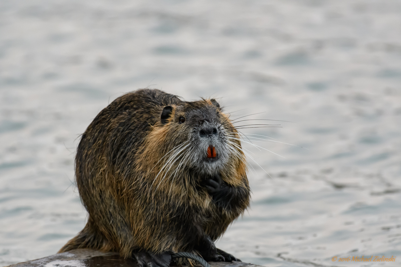 Nutria