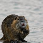 Nutria