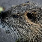 Nutria 