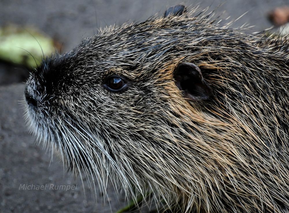 Nutria 