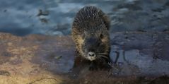 Nutria