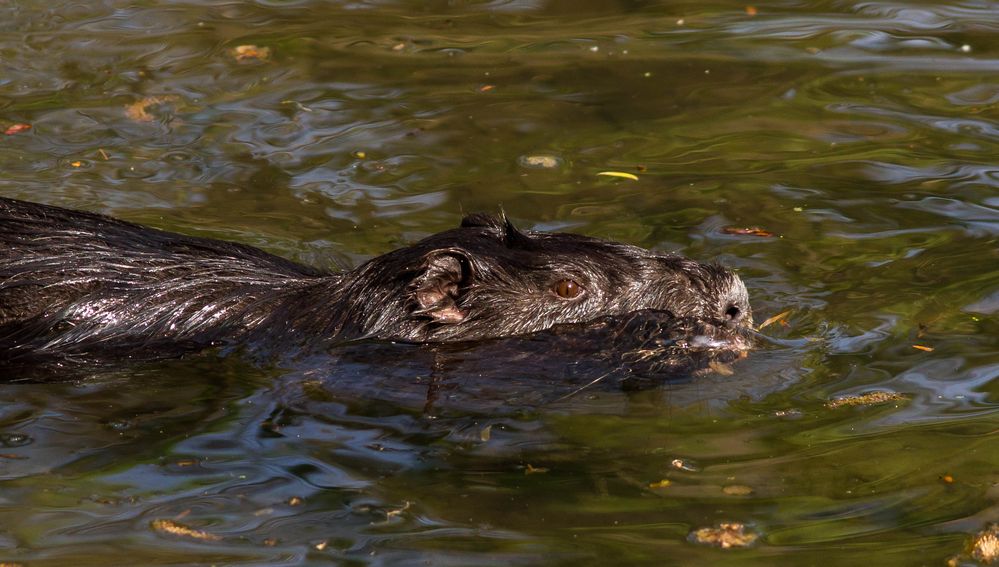 Nutria