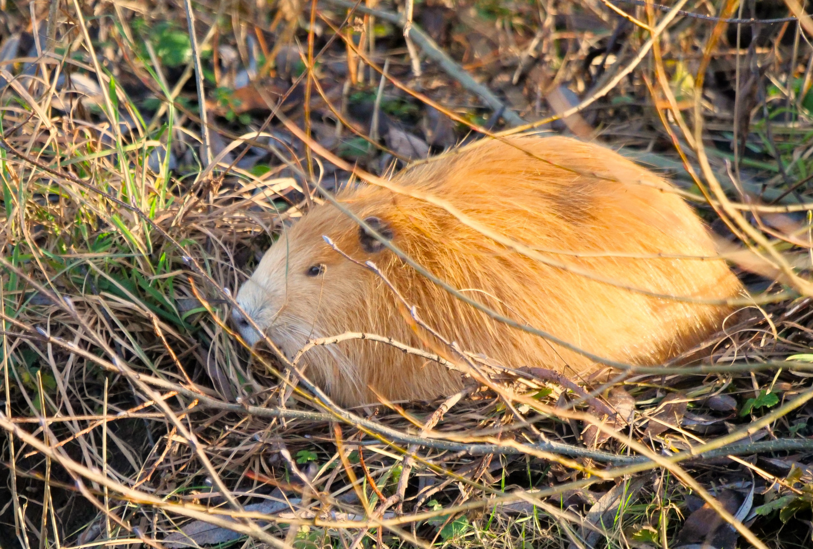 Nutria