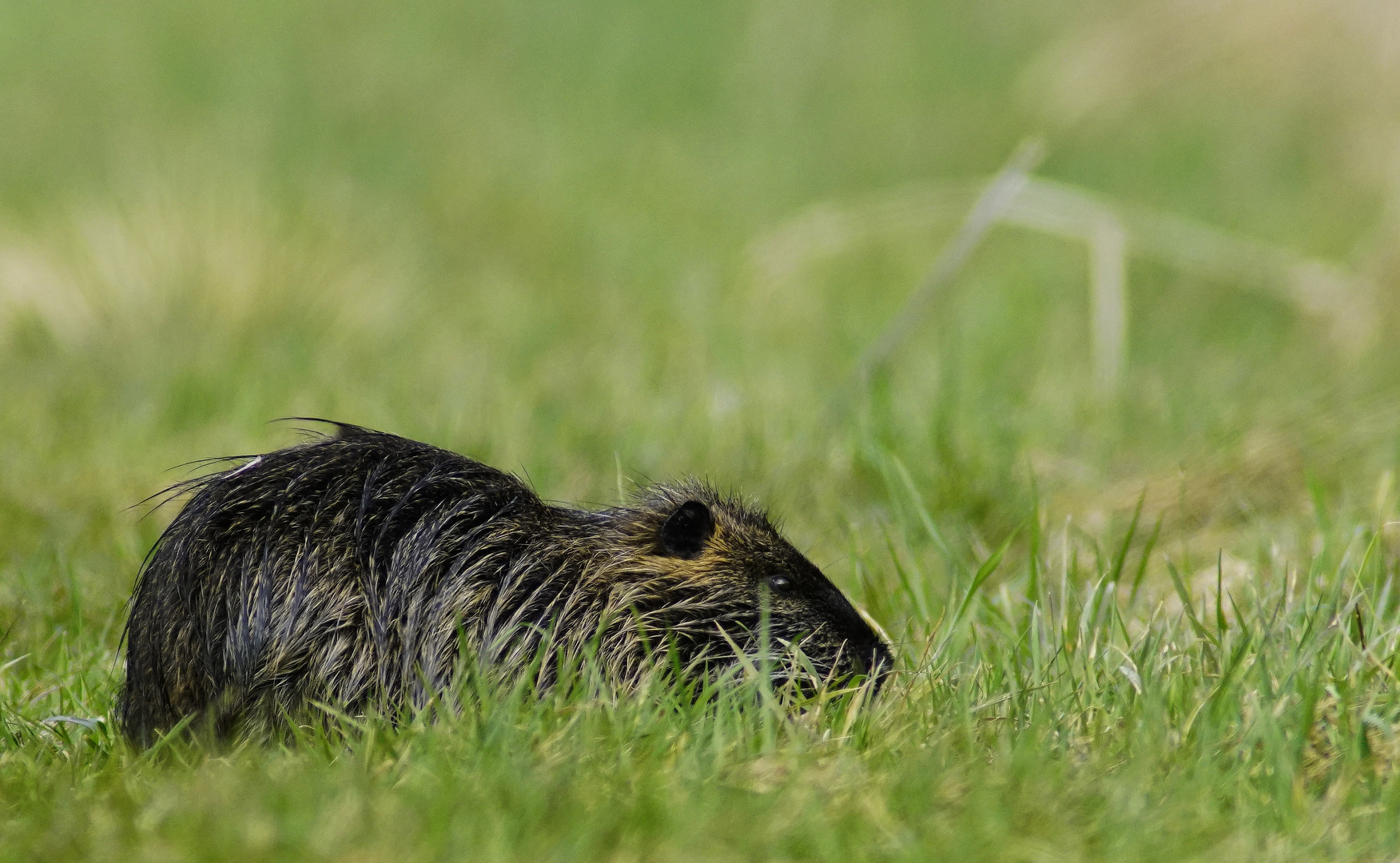 Nutria.