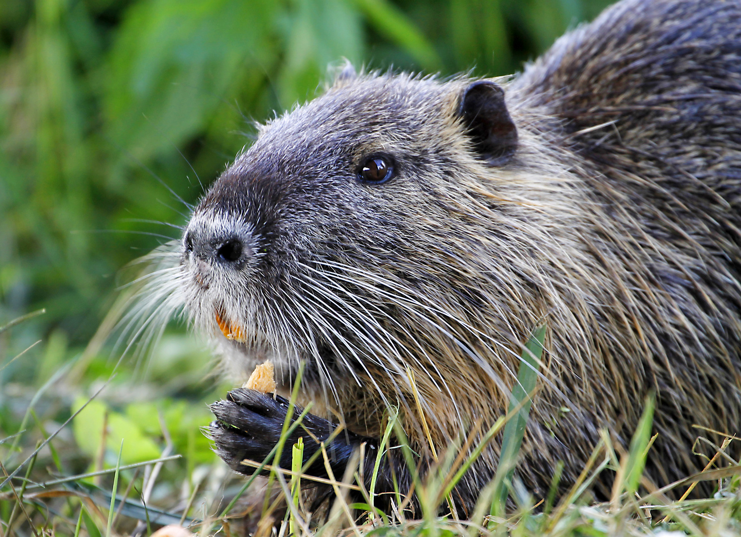 Nutria