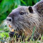 Nutria