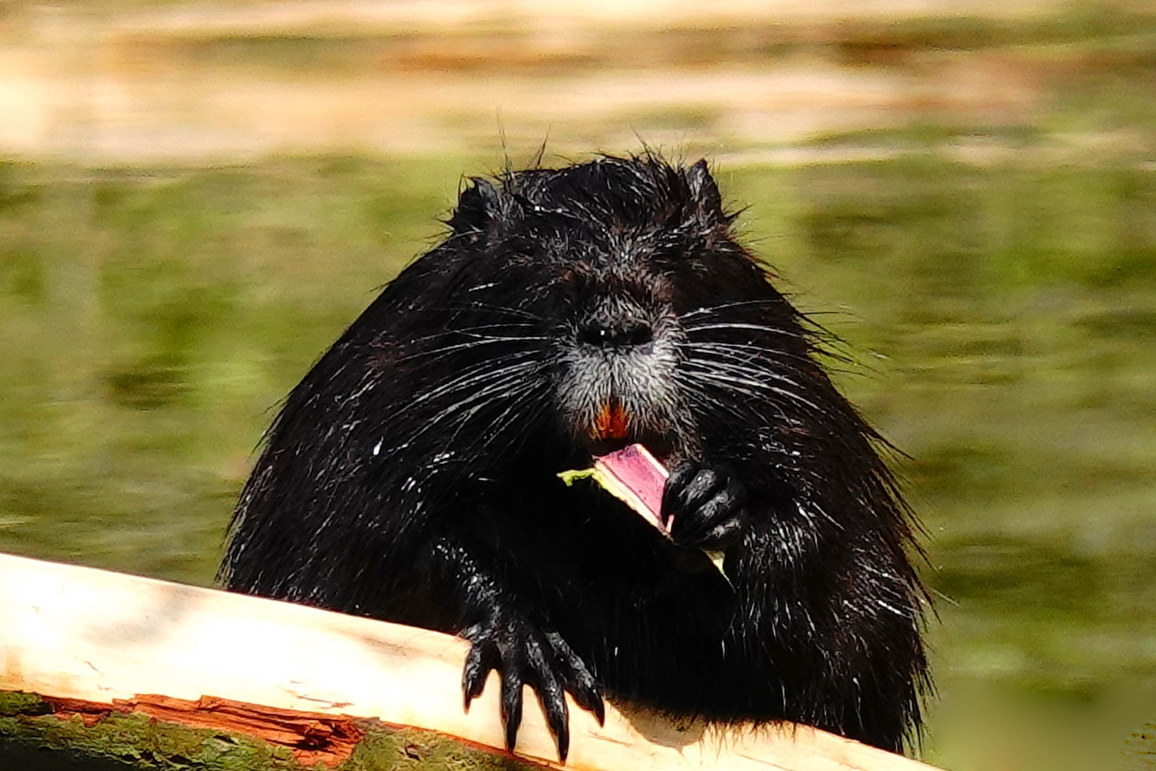 Nutria