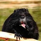 Nutria