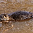 Nutria