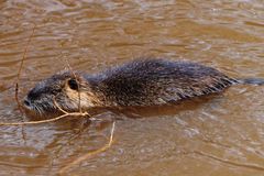 Nutria