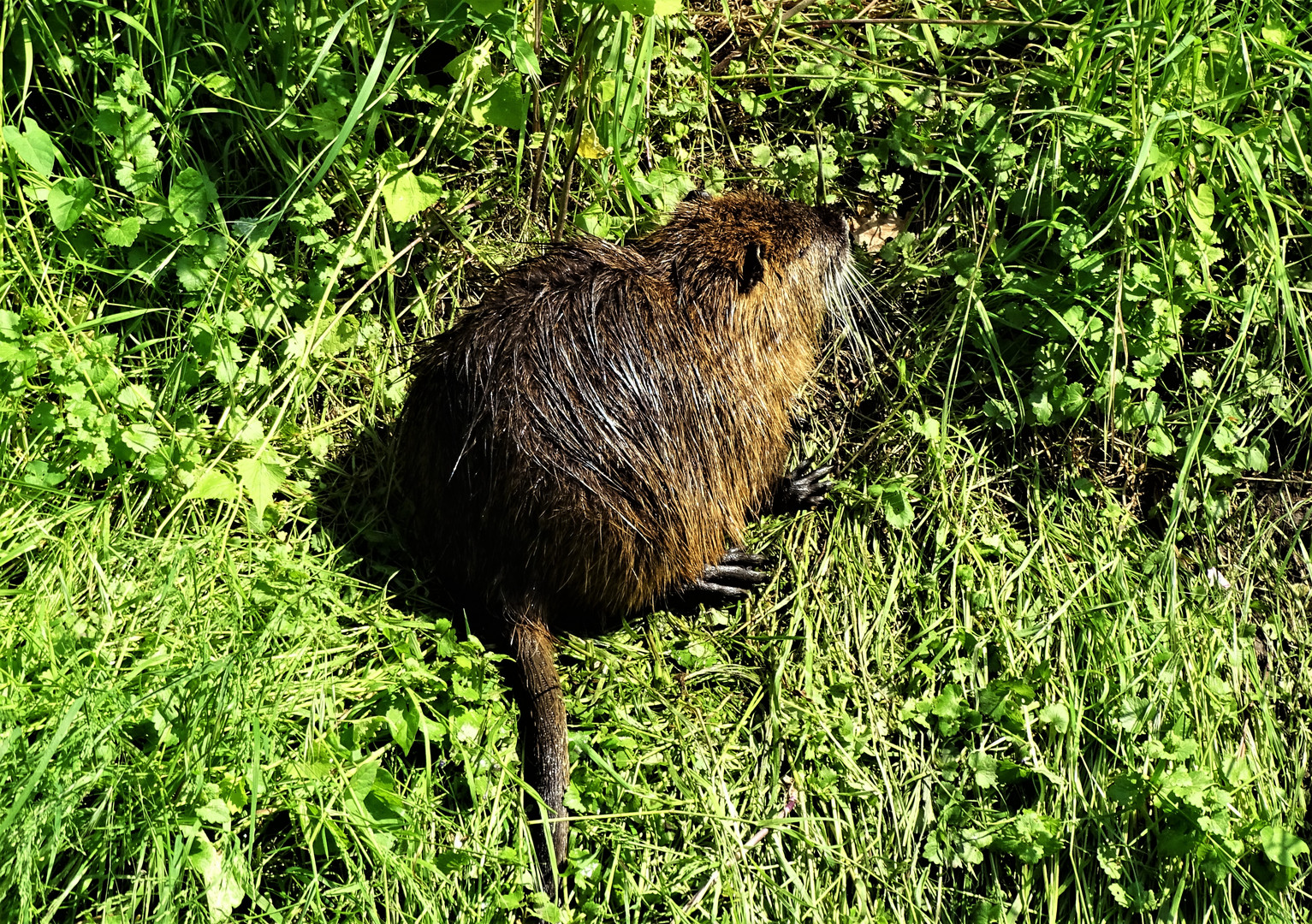 Nutria 