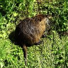 Nutria 