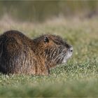 Nutria 