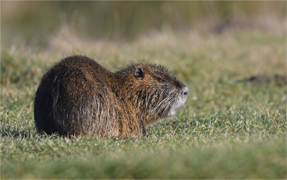 Nutria 