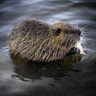 Nutria