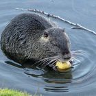 Nutria