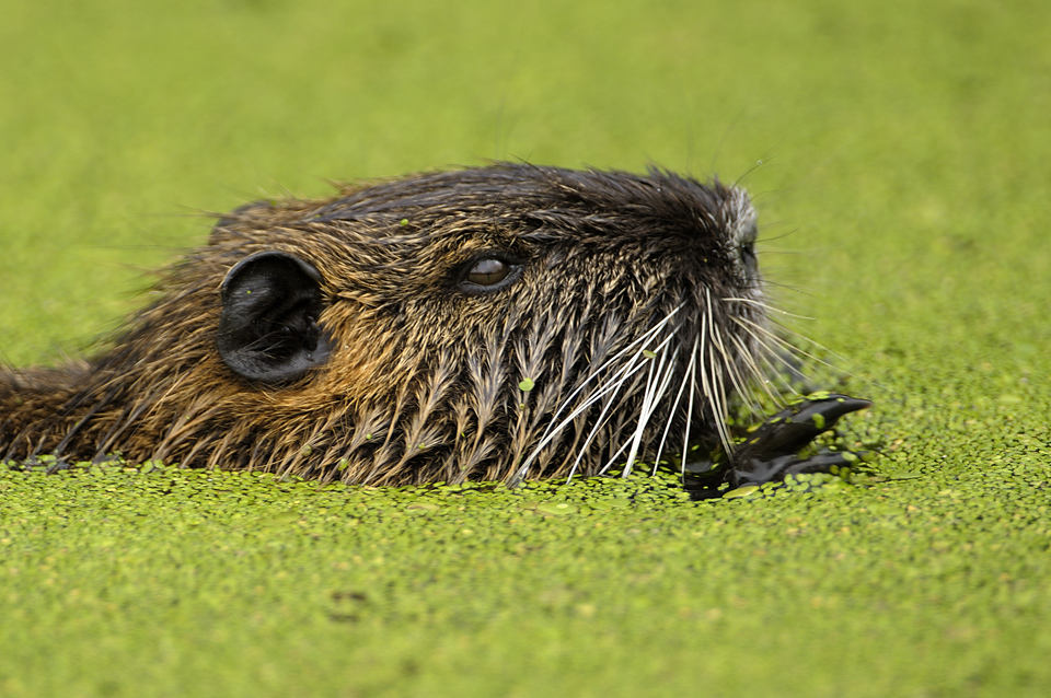 Nutria 7763