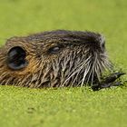 Nutria 7763