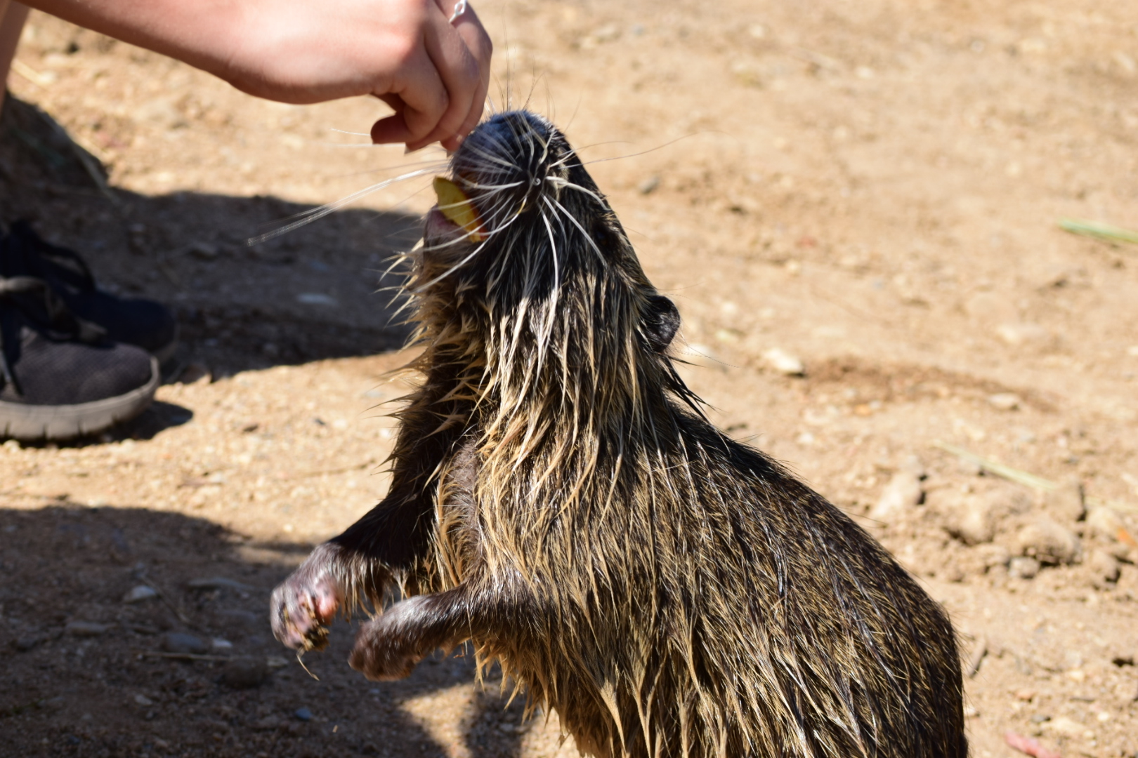 Nutria 