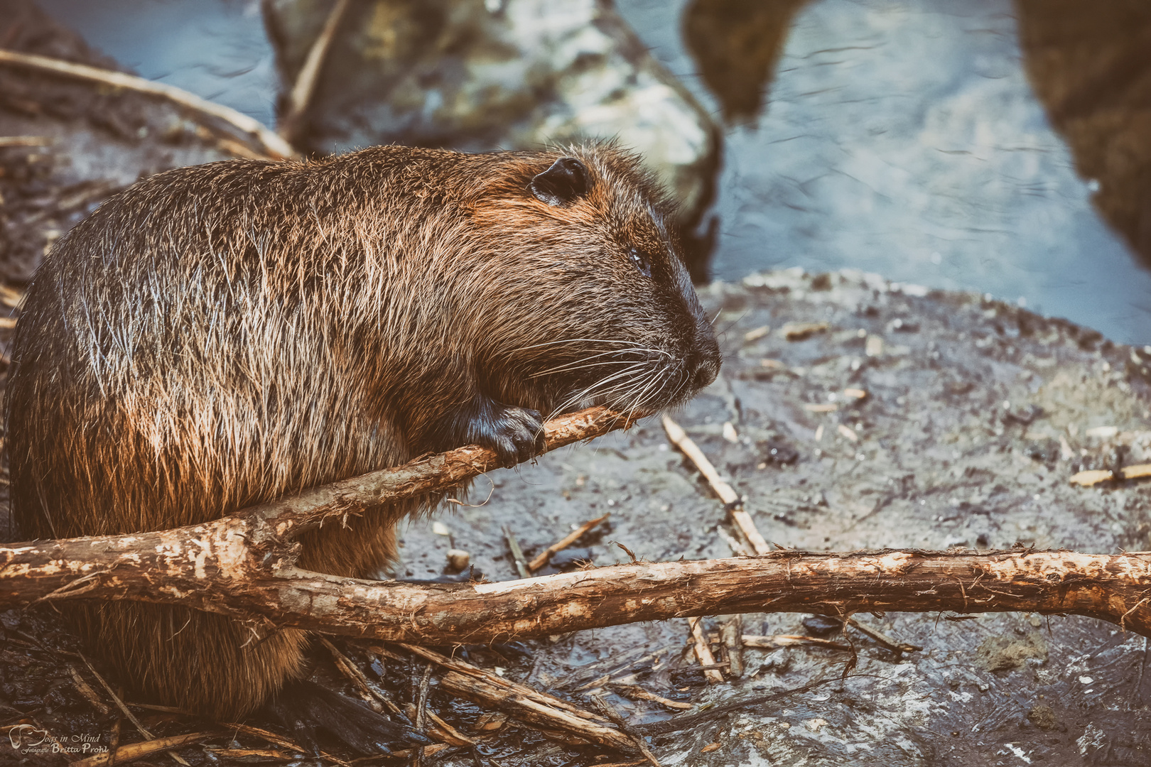 Nutria 