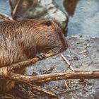 Nutria 