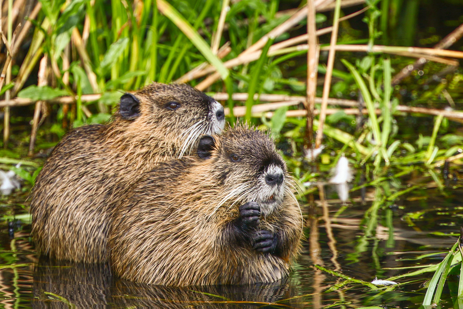 Nutria