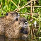 Nutria