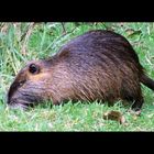 Nutria ...