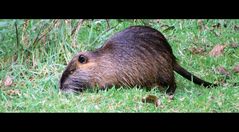 Nutria ...