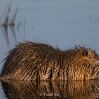 Nutria