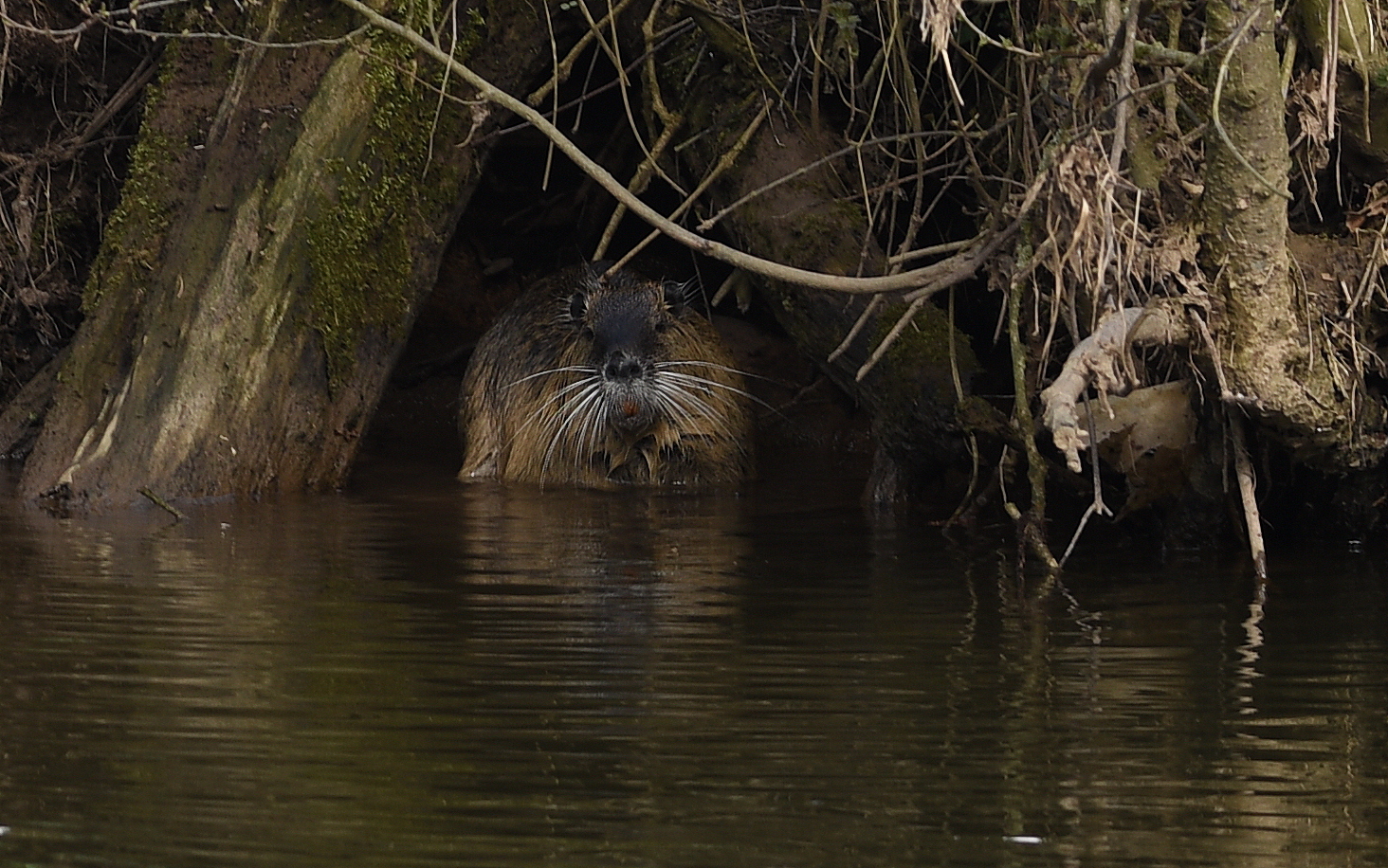 Nutria